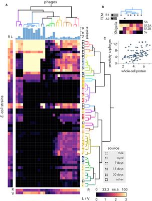 Corrigendum: Diversity and Local Coadaptation of Escherichia coli and Coliphages From Small Ruminants